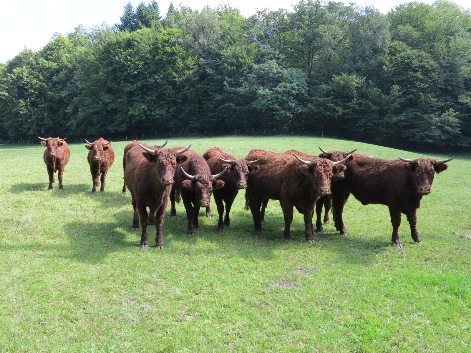 Viande bovine : Vers une flambée des cours européens ?