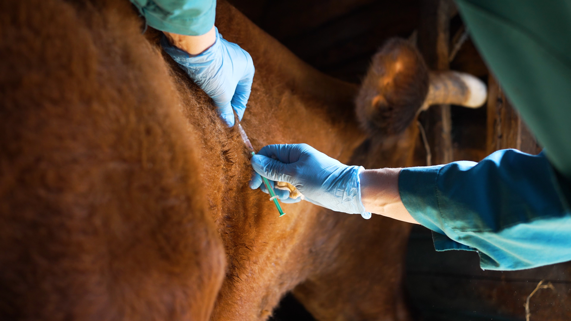 Dermatose nodulaire contagieuse bovine : Démarrage de la vaccination