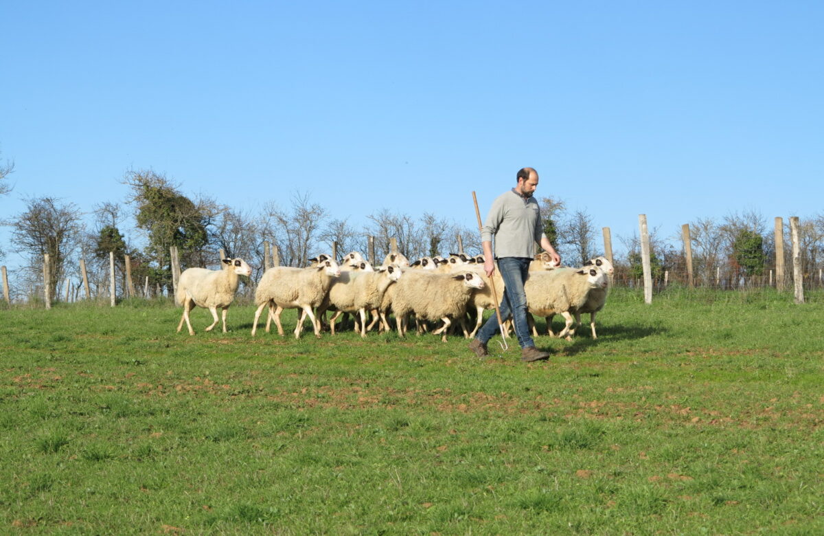Ovins : 20 % de la viande consommée est importée de pays tiers