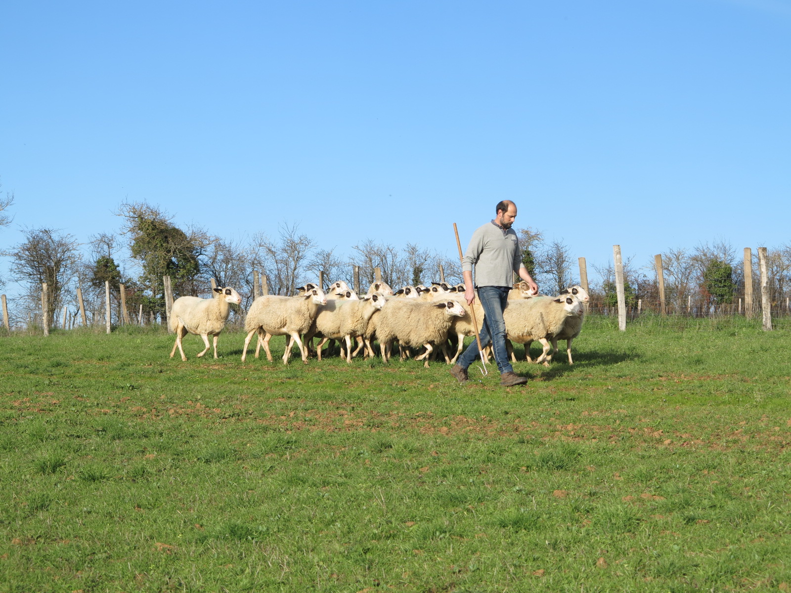 Ovins : 20 % de la viande consommée est importée de pays tiers