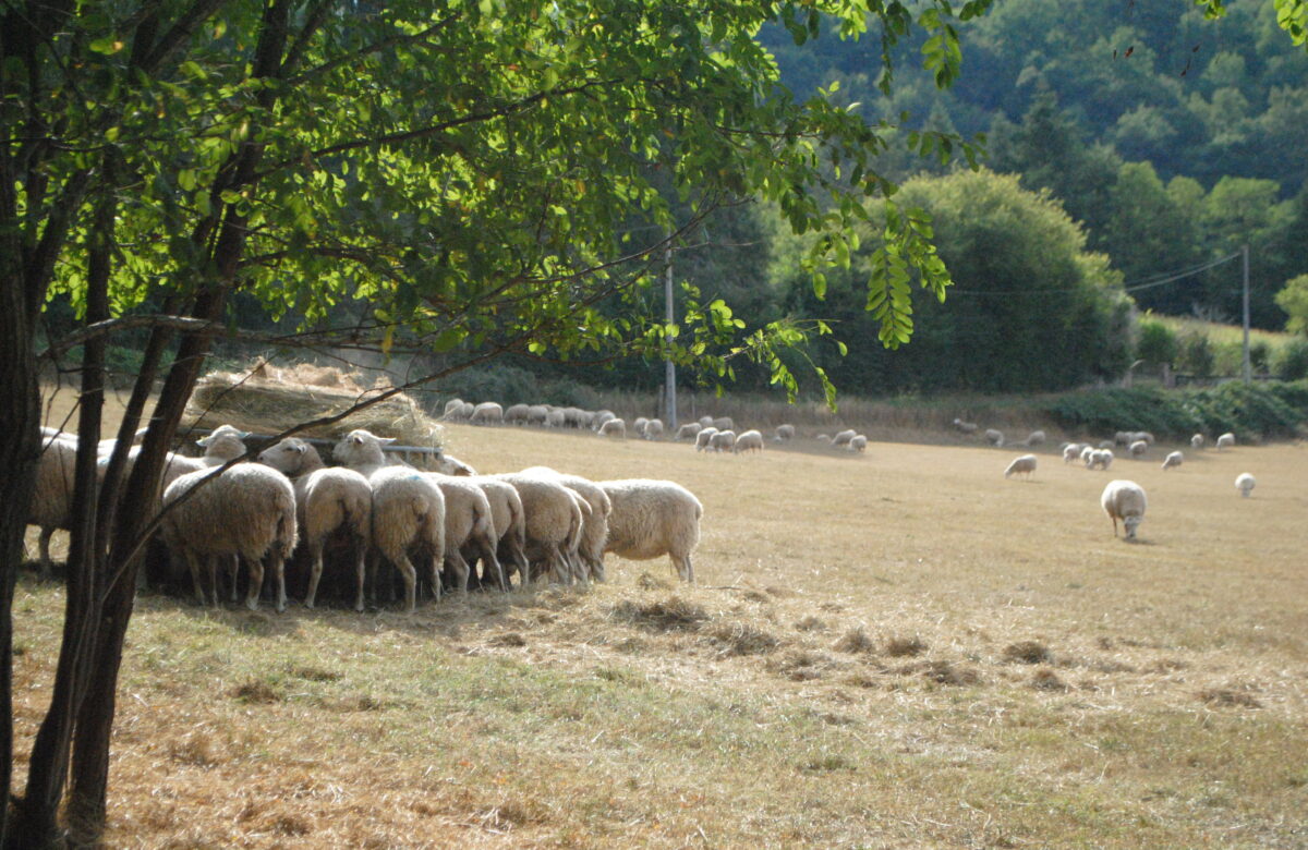 Les lots à rentrer en bergerie en priorité