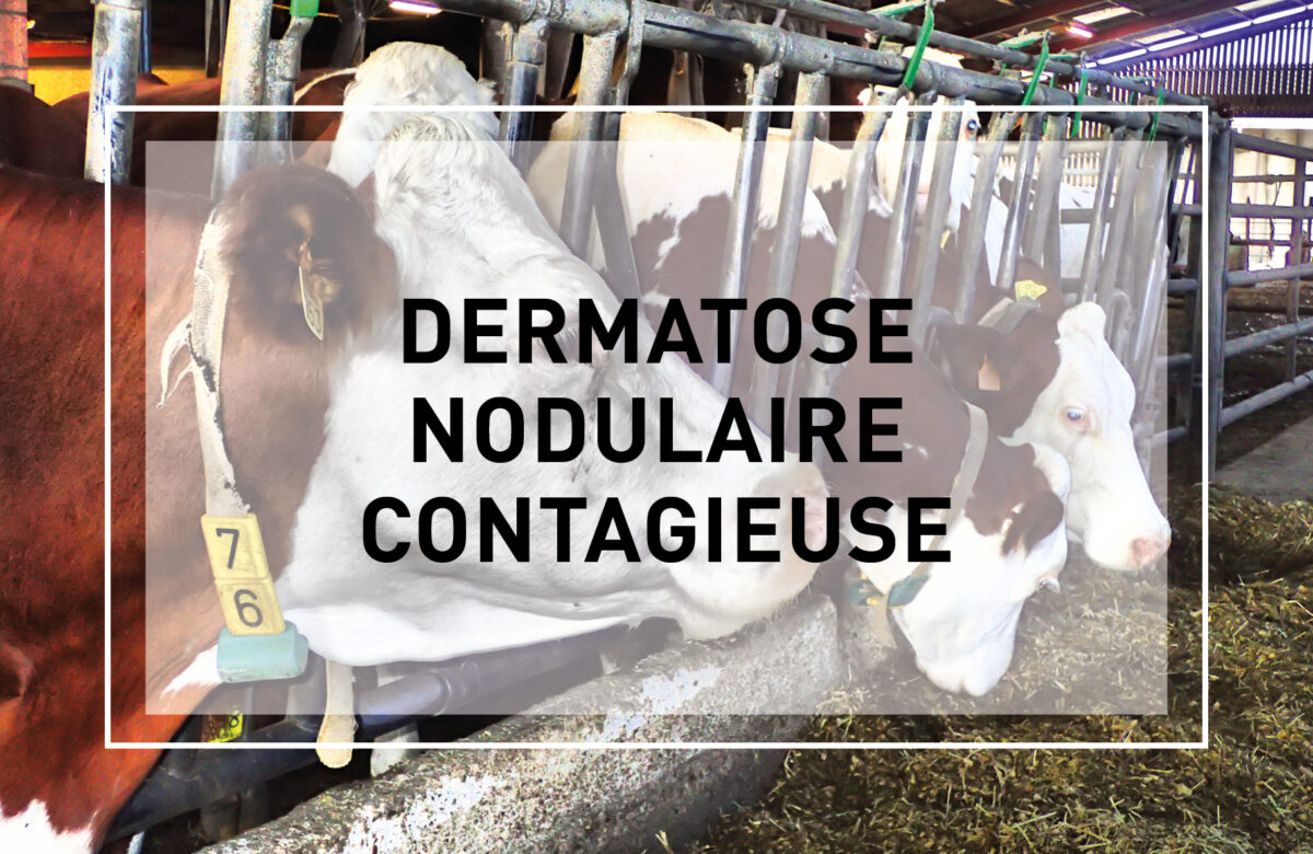 Dermatose nodulaire contagieuse