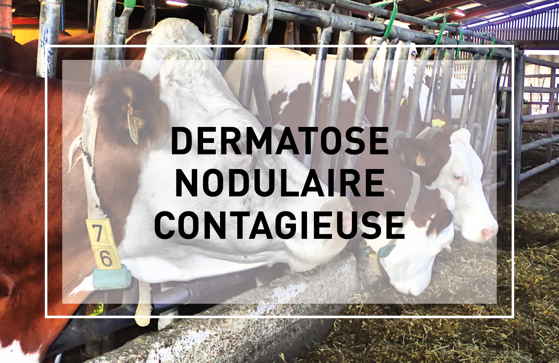 Dermatose Nodulaire Contagieuse : Point de situation au 25 août