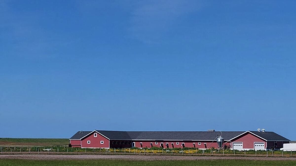 Chambre d’agriculture : Mission d’appui technique à l’élevage avicole de St-Pierre-et-Miquelon