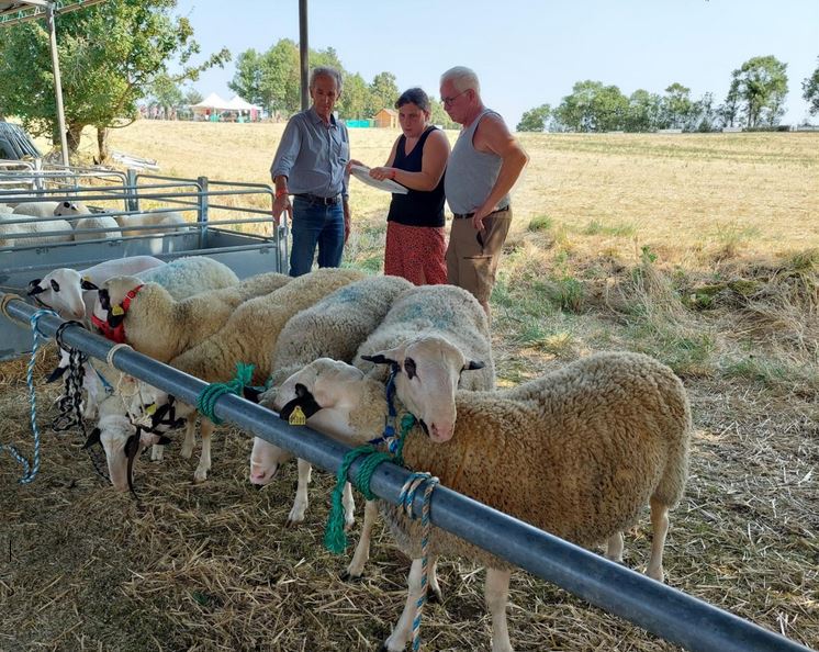 Terre en Fête 2025 : Un Pôle Ovin dynamique