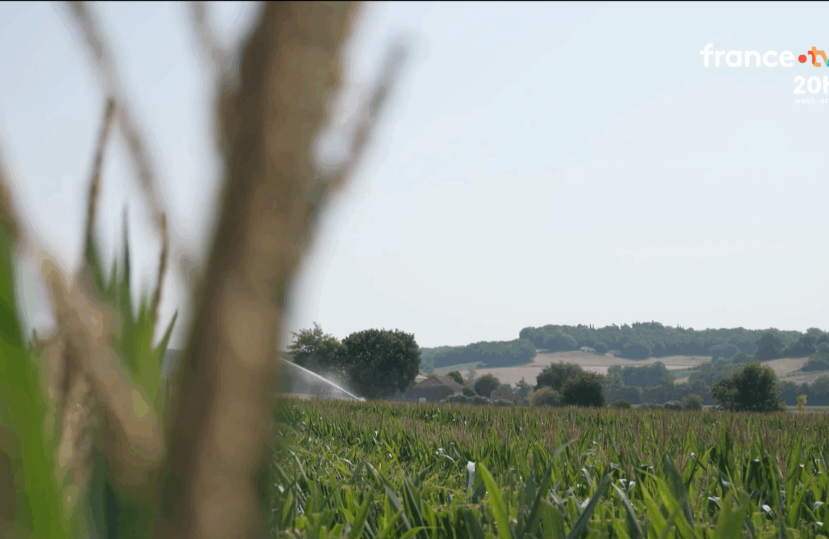 [Vidéo] Canicule et sécheresse : les agriculteurs du Lot au bord du gouffre