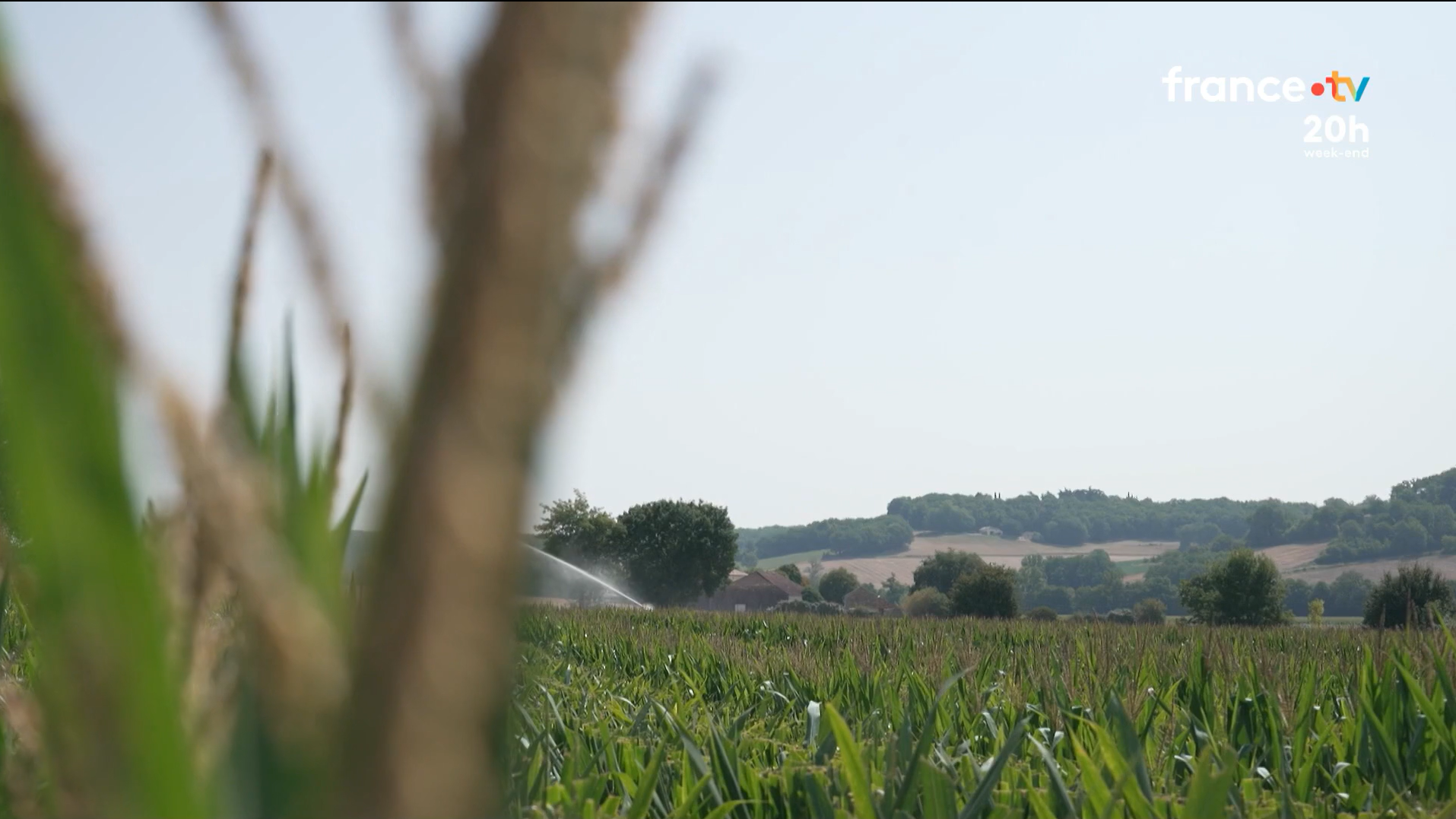 [Vidéo] Canicule et sécheresse : les agriculteurs du Lot au bord du gouffre