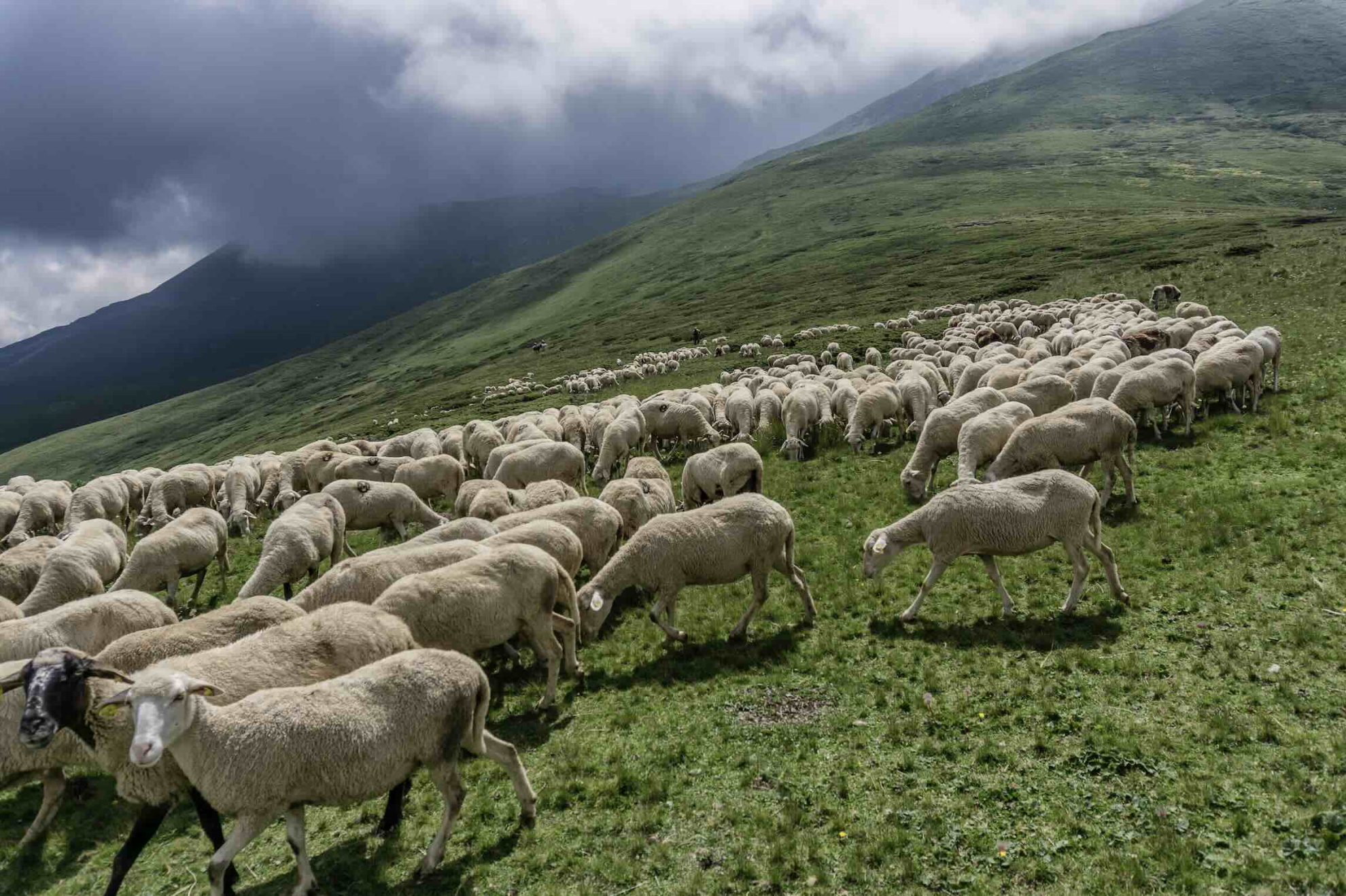Loup : vers un assouplissement supplémentaire des règles
