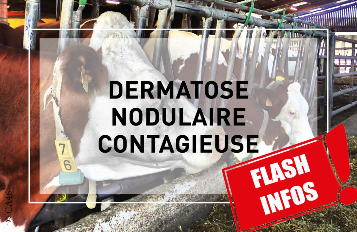 DNC: interdiction de tous les rassemblements de bovins jusqu'au 4 novembre