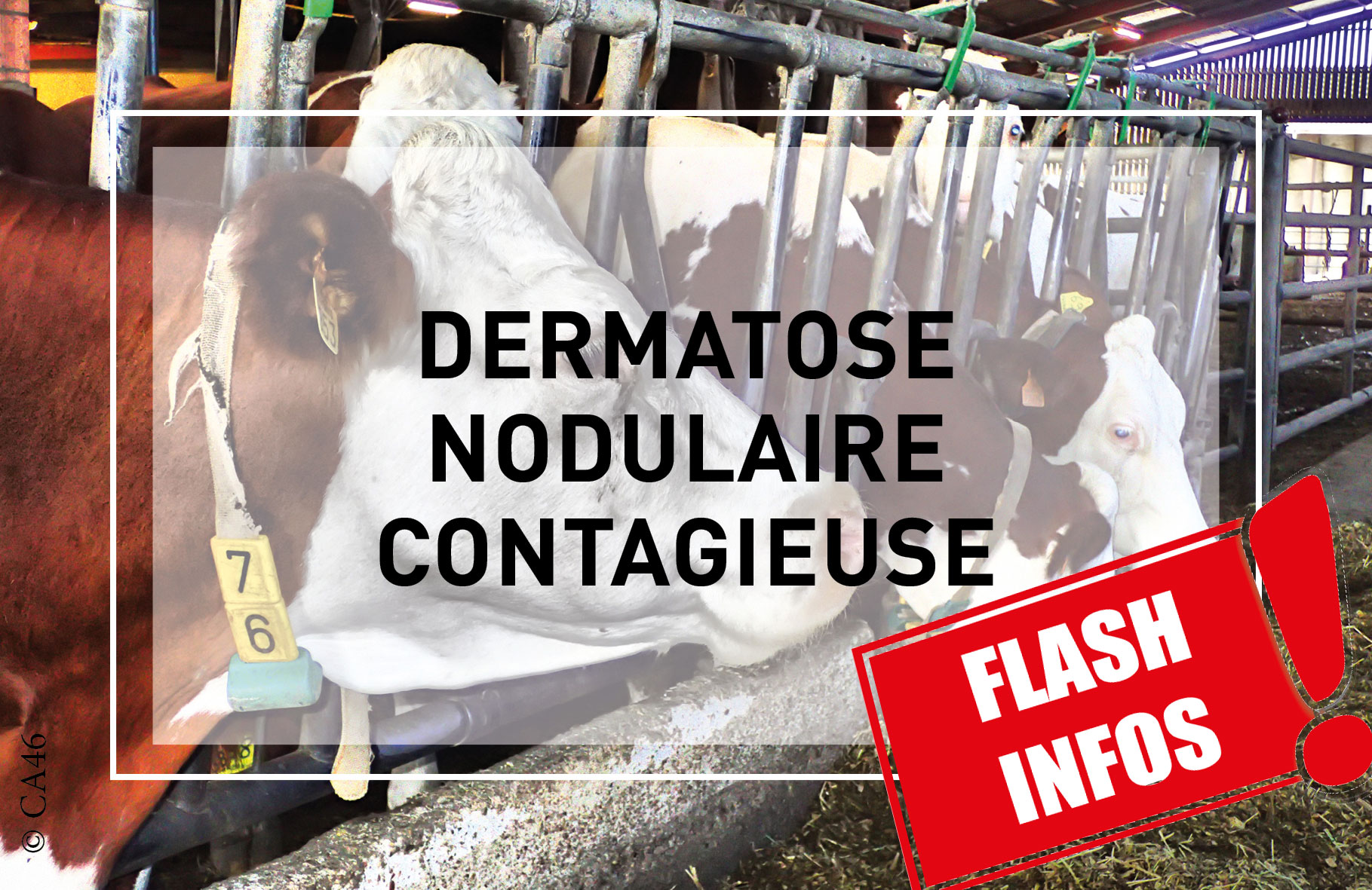 DNC: interdiction de tous les rassemblements de bovins jusqu’au 4 novembre