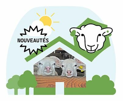 Sommet de l’Elevage 2025 : Equip’Innovin en présentation sur le ring ovin mardi 7/10 à 16h30