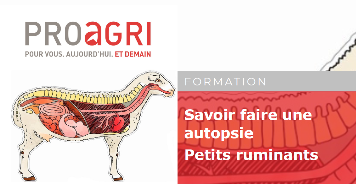 Formation « Savoir faire une autopsie sur les petits ruminants »