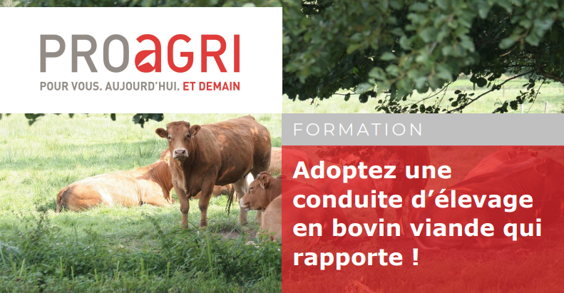 Formation à partir du 30 octobre : « Adoptez une conduite d’élevage bovin viande qui rapporte »