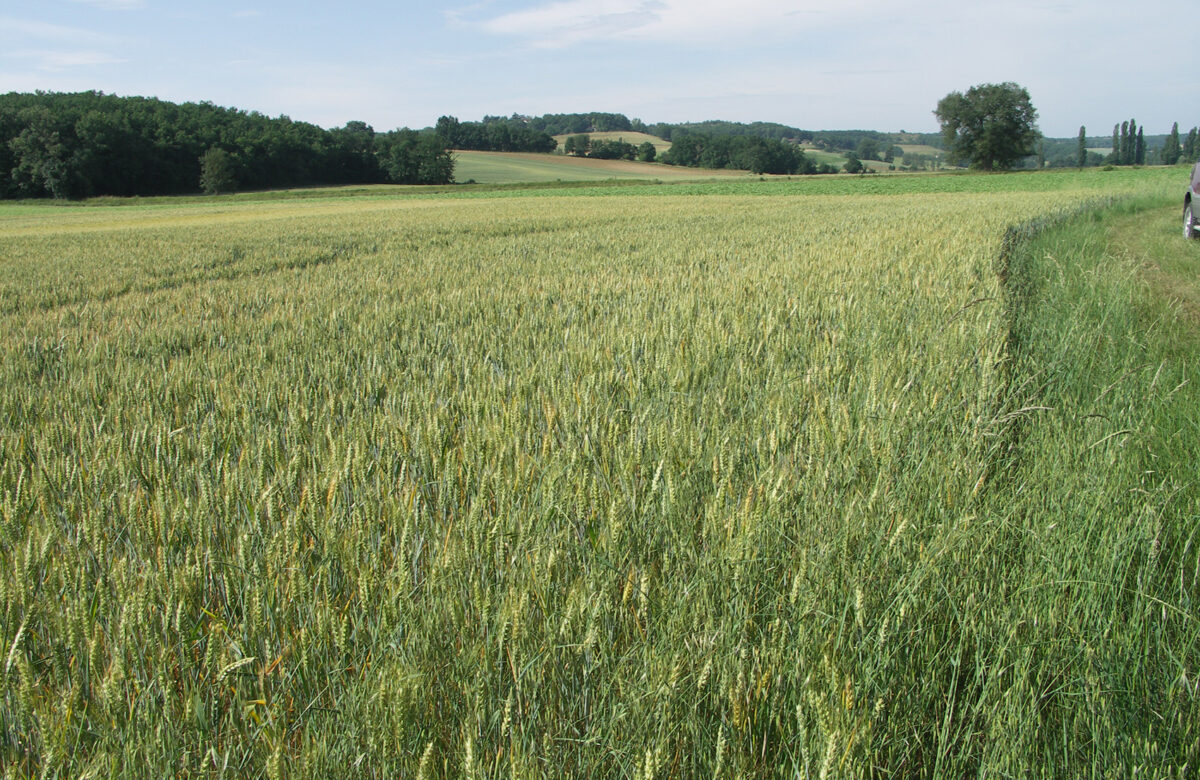 Agri Obtentions et INRAE : quatre nouvelles variétés de triticale en 2025