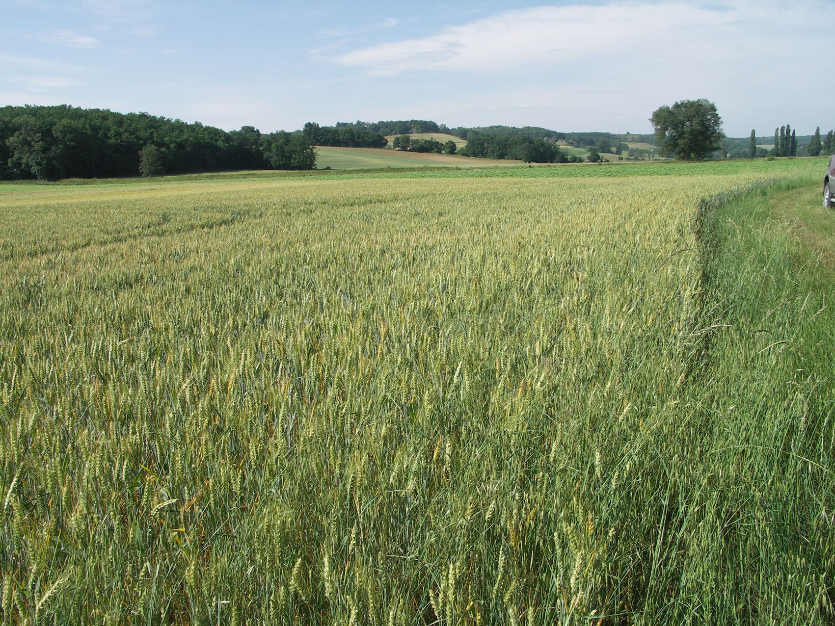 Agri Obtentions et INRAE : quatre nouvelles variétés de triticale en 2025