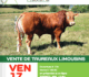 La vente aux enchères Natera de taureaux reproducteurs à Saint-Jal revient cette année avec une sélection d'exception
