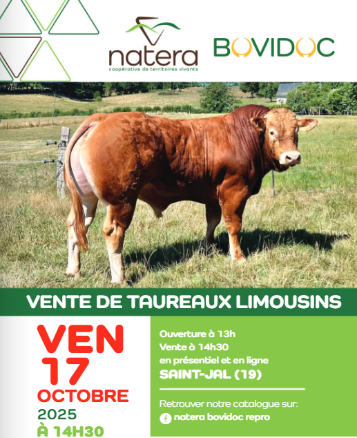 La vente aux enchères Natera de taureaux reproducteurs à Saint-Jal revient cette année avec une sélection d’exception