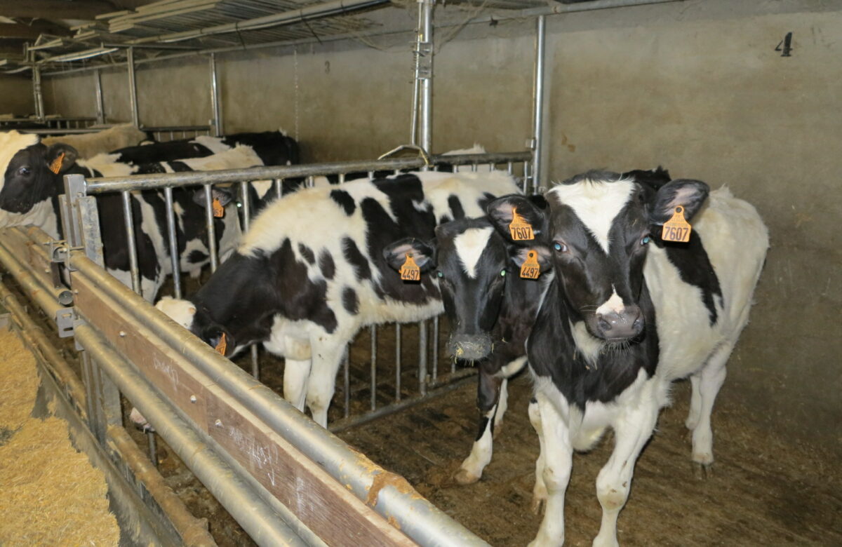 Effondrement de la production de veaux de boucherie