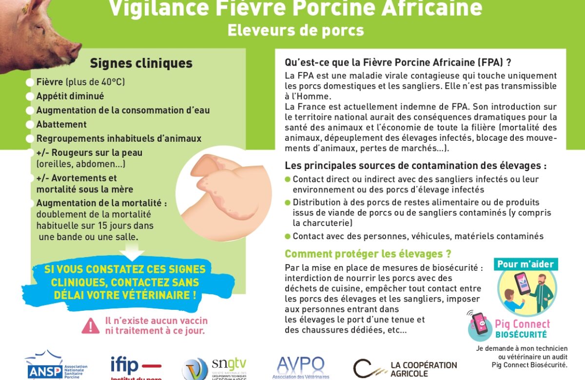 Audits biosécurité sur la fièvre porcine africaine… avant le 31 décembre 2025