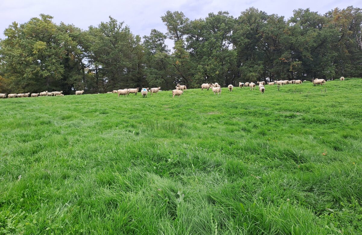 L’herbe d’automne est d’excellente valeur alimentaire
