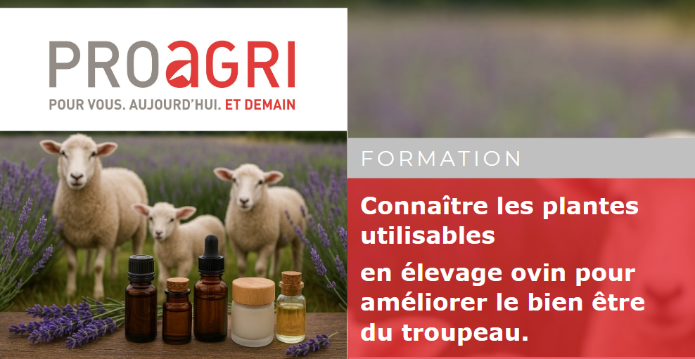 Formation « Connaître les plantes utilisables en élevage ovin pour améliorer le bien-être du troupeau »