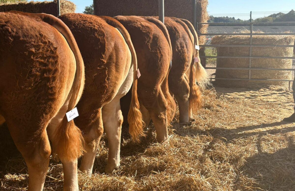 Saint-Jal : des prix records pour les reproducteurs