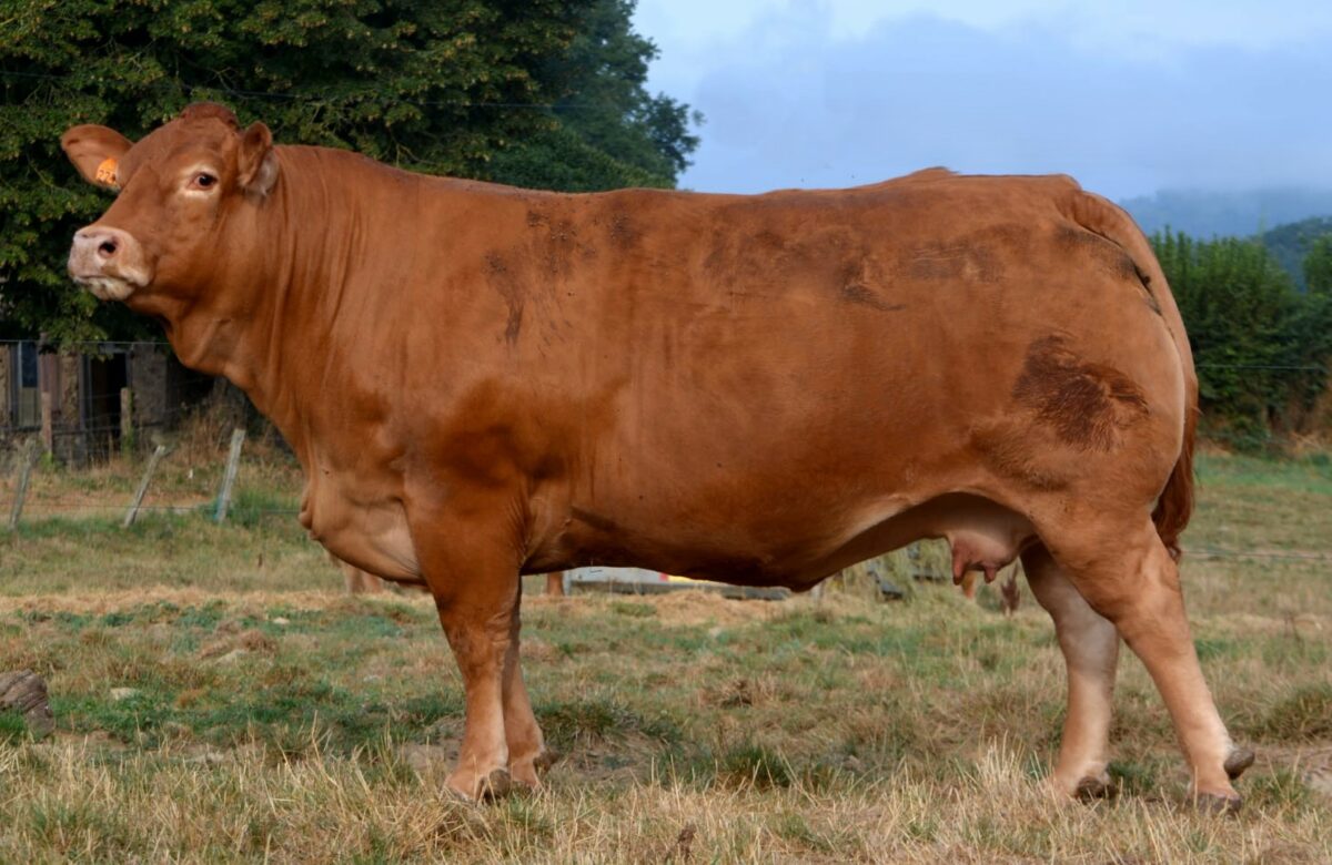 Le 20 novembre, vente aux enchères d’animaux de boucherie à Gramat