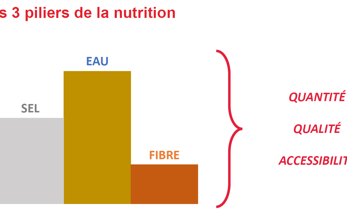Trois piliers invisibles de la réussite en élevage : l’eau, le sel et le fourrage