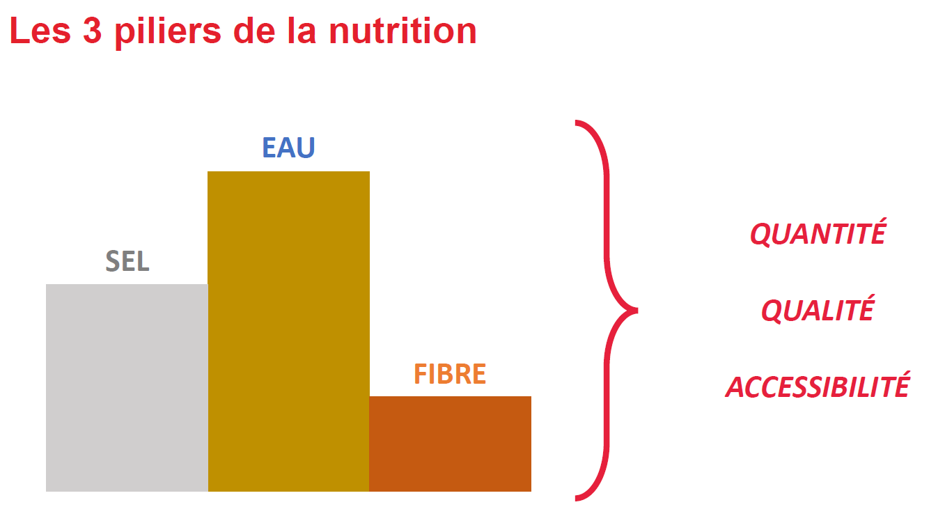 Trois piliers invisibles de la réussite en élevage : l’eau, le sel et le fourrage