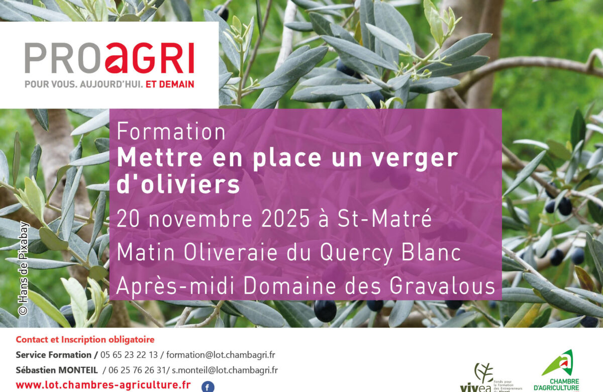Formation « Mettre en place un verger d'oliviers »