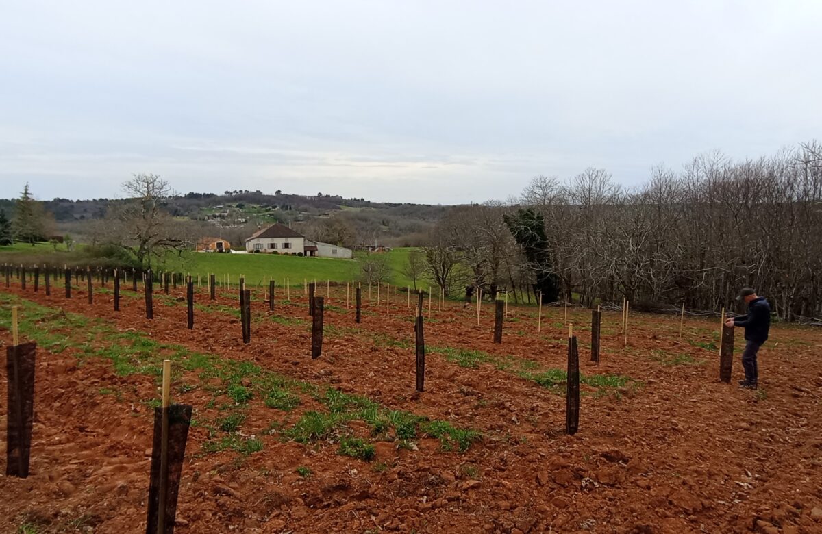 Diversification des terres viticoles : une réunion pour créer un patrimoine forestier durable