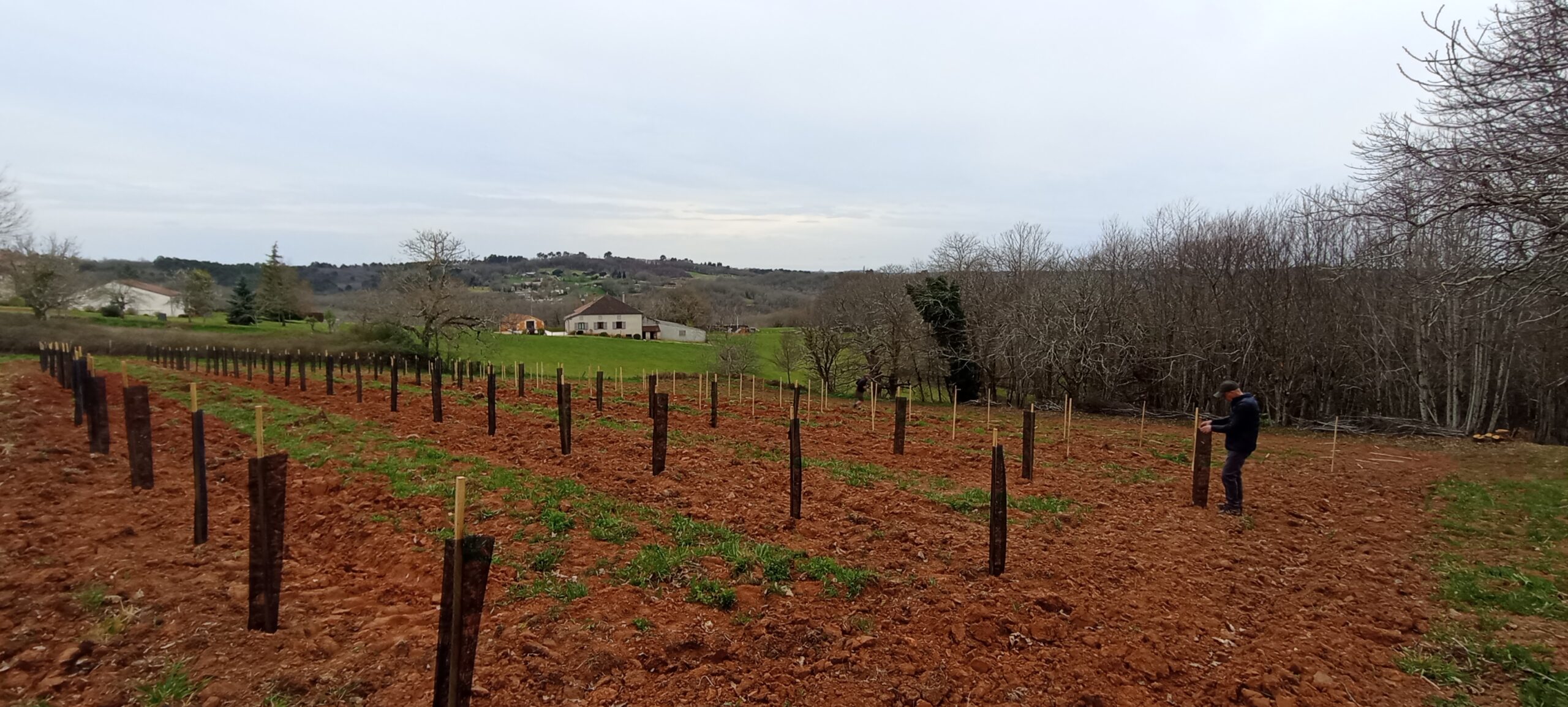 Diversification des terres viticoles : une réunion pour créer un patrimoine forestier durable