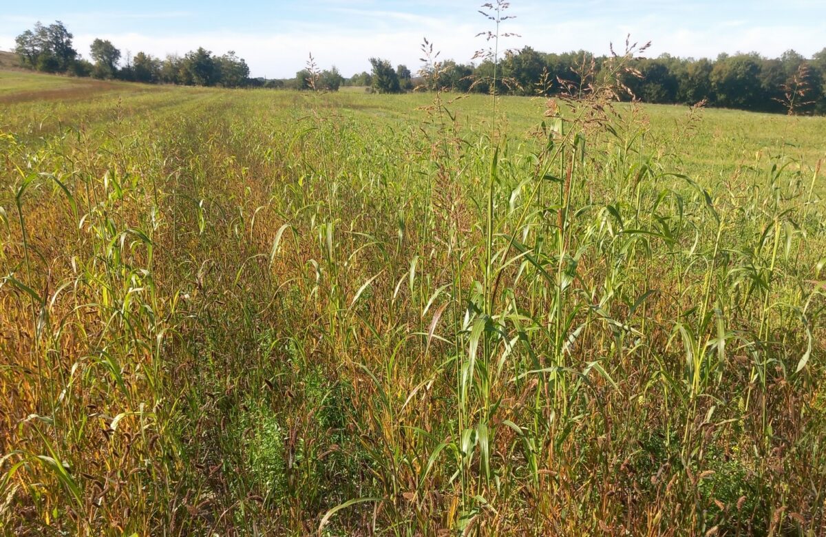 Agrifaune : essais de couverts semés à la volée avant moisson
