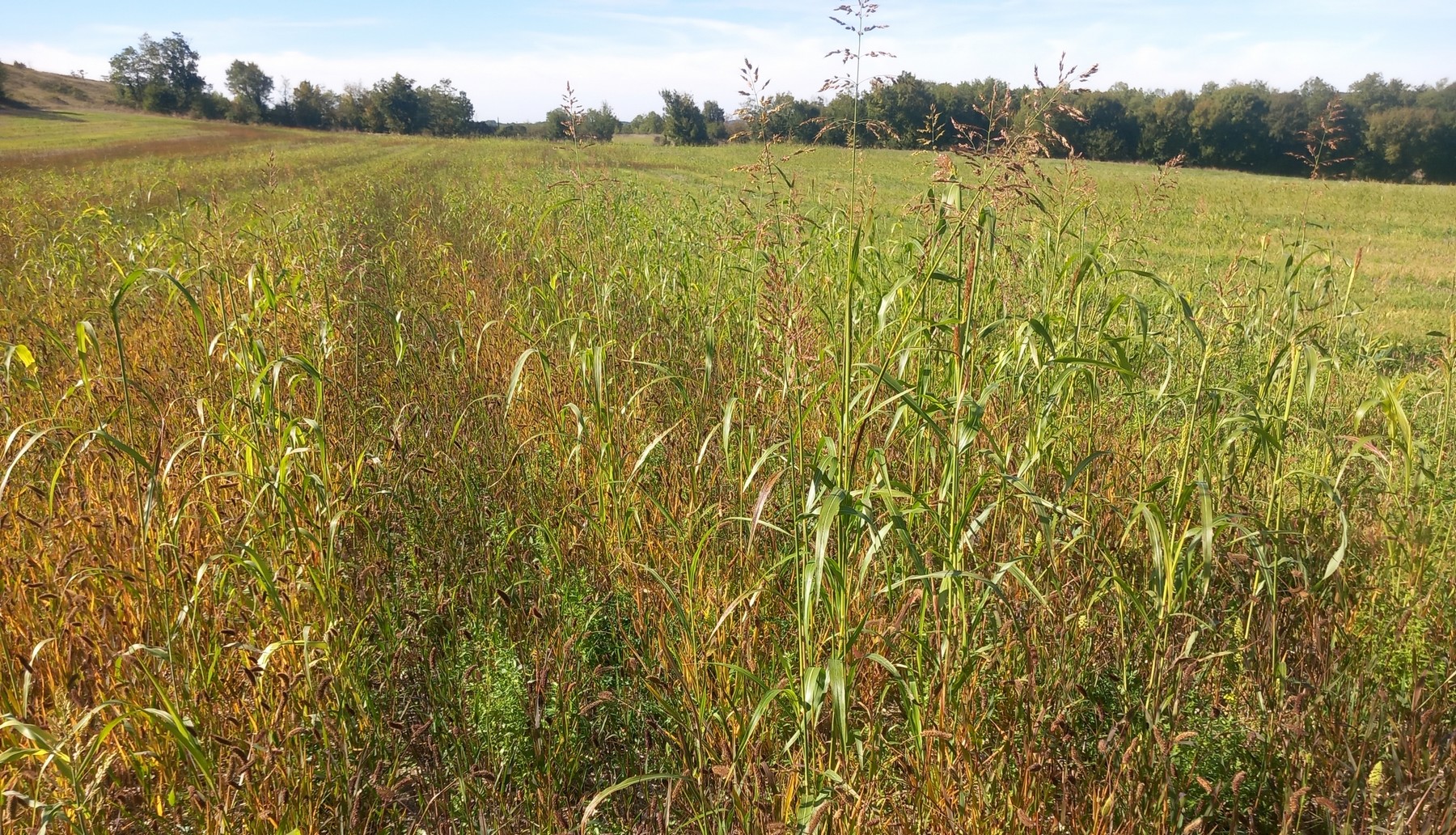 Agrifaune : essais de couverts semés à la volée avant moisson