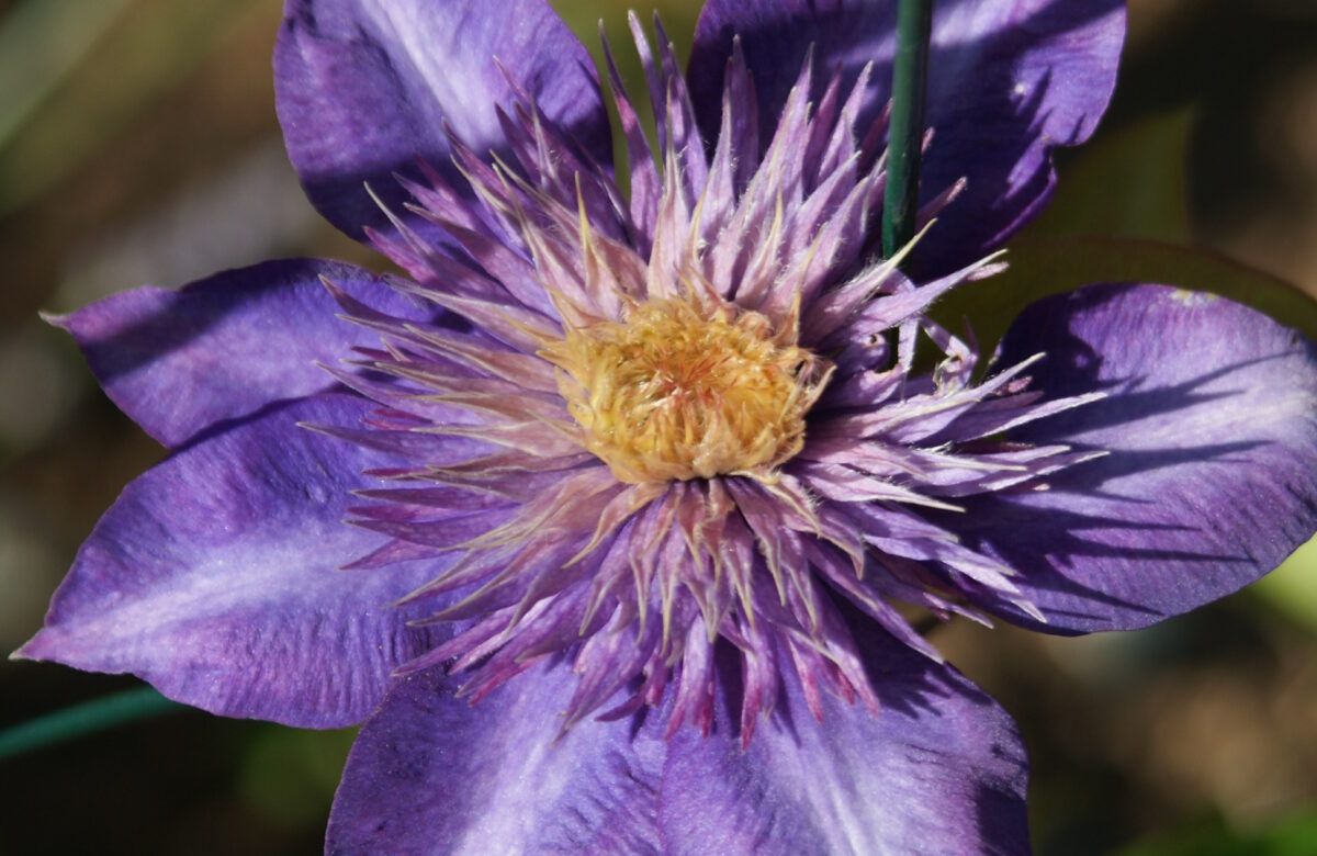 Jardinez avec la lune