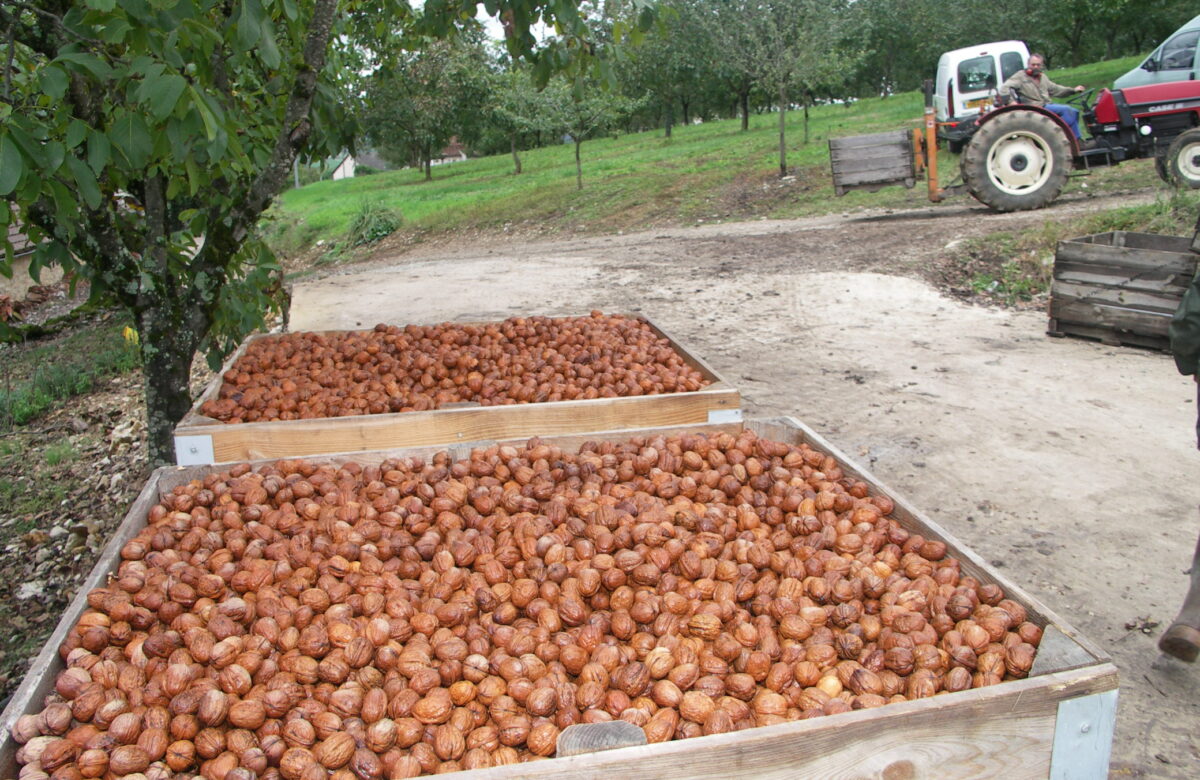 Noix : récolte 2025 hétérogène et prix en baisse