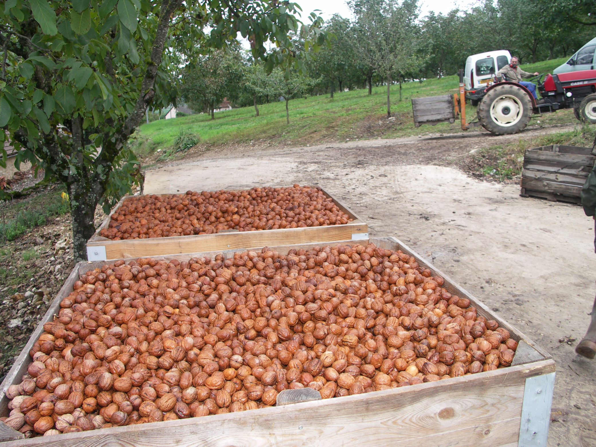 Noix : récolte 2025 hétérogène et prix en baisse