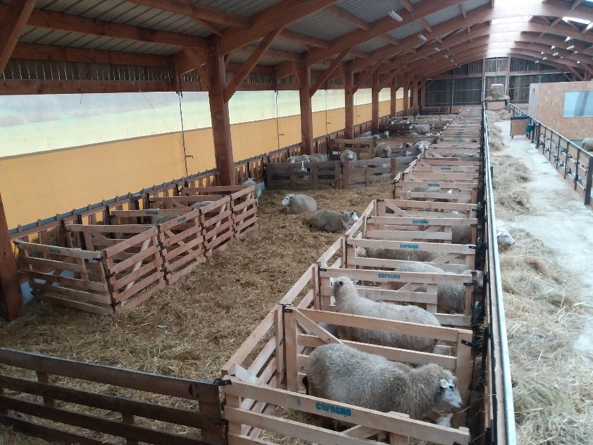 Focus sur la période de mise-bas en bergerie La bergerie est prête pour l’agnelage