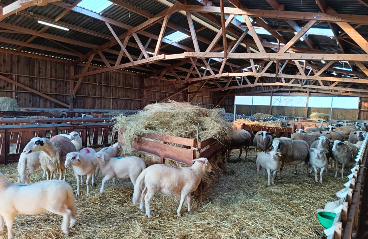 Publirédactionnel Roiné&nbsp;: Le GAEC du Mas de Bassoul mise sur la construction bois