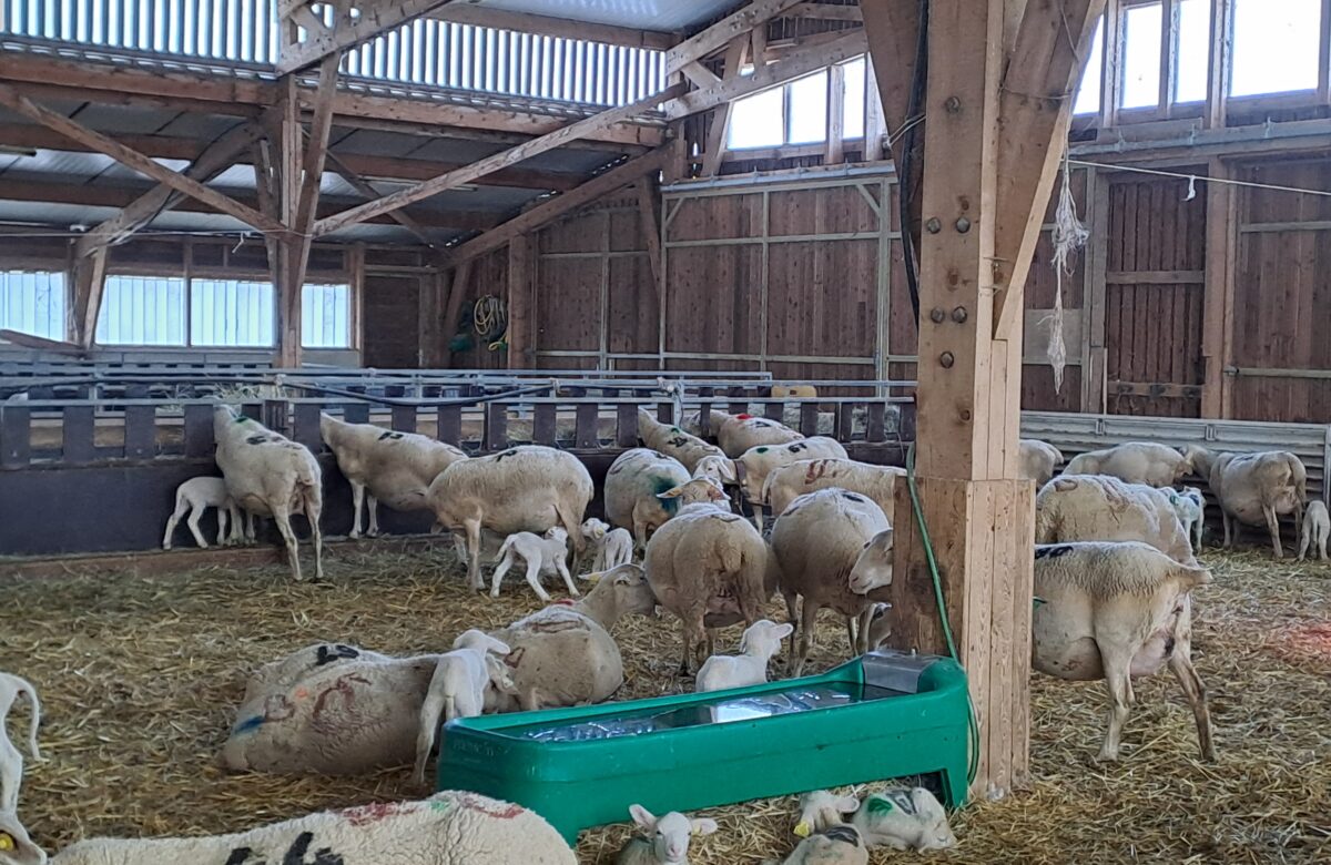 Des références de consommation en eau des brebis et agneaux