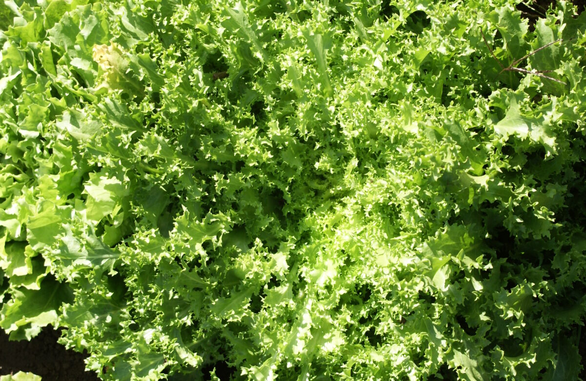 Jardinez avec la Lune