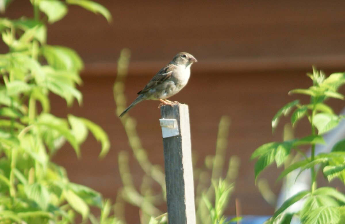 Jardinez avec la lune