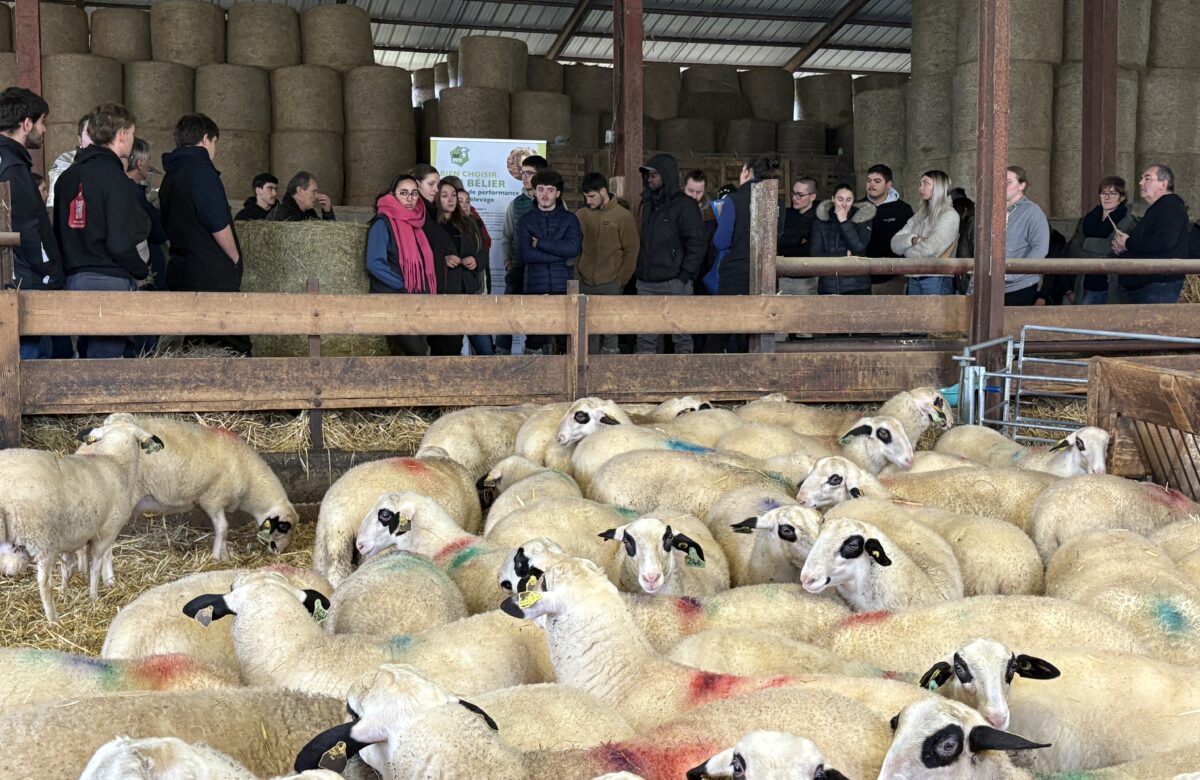 Une journée Inn'ovin pour présenter la filière ovine à des étudiants en agriculture