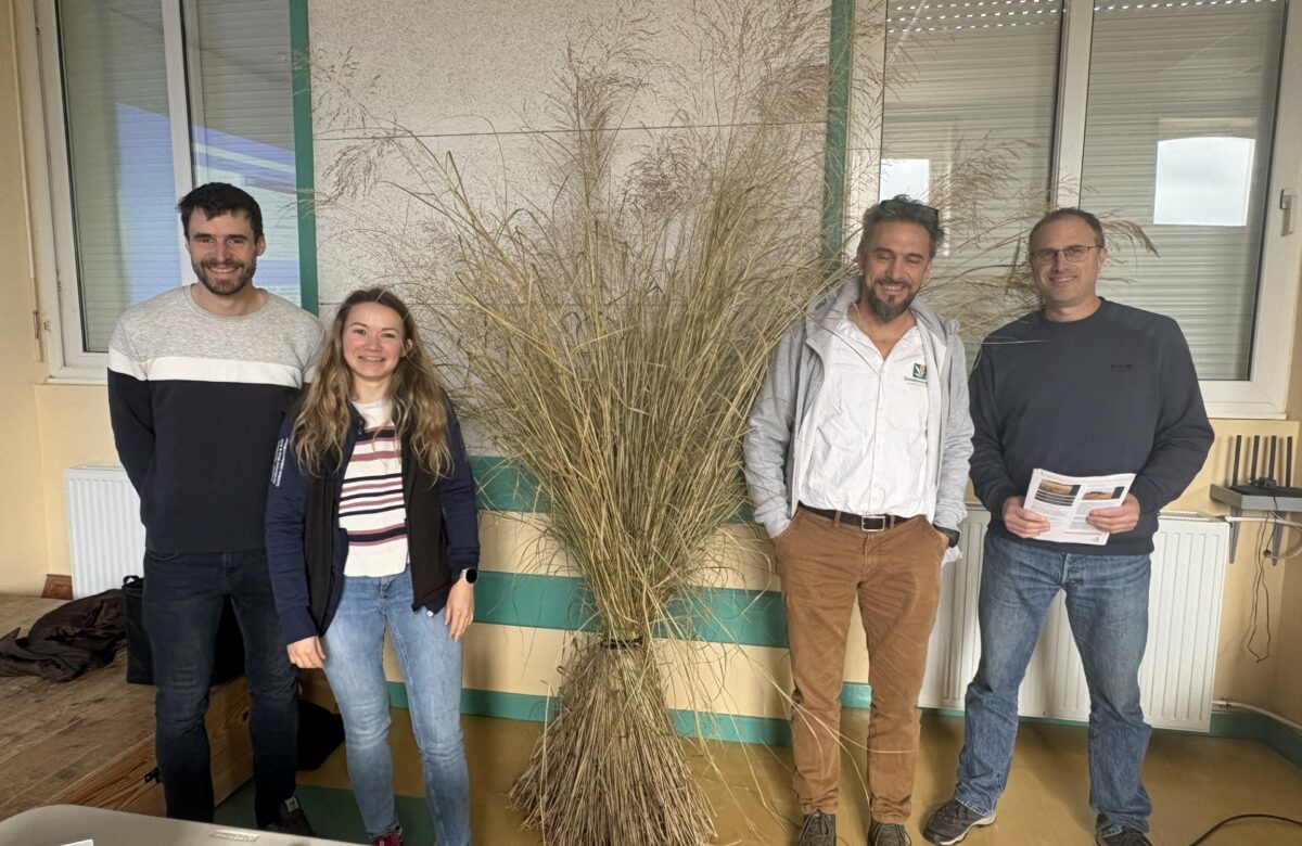 Le switchgrass, une solution pour devenir autonome en paille
