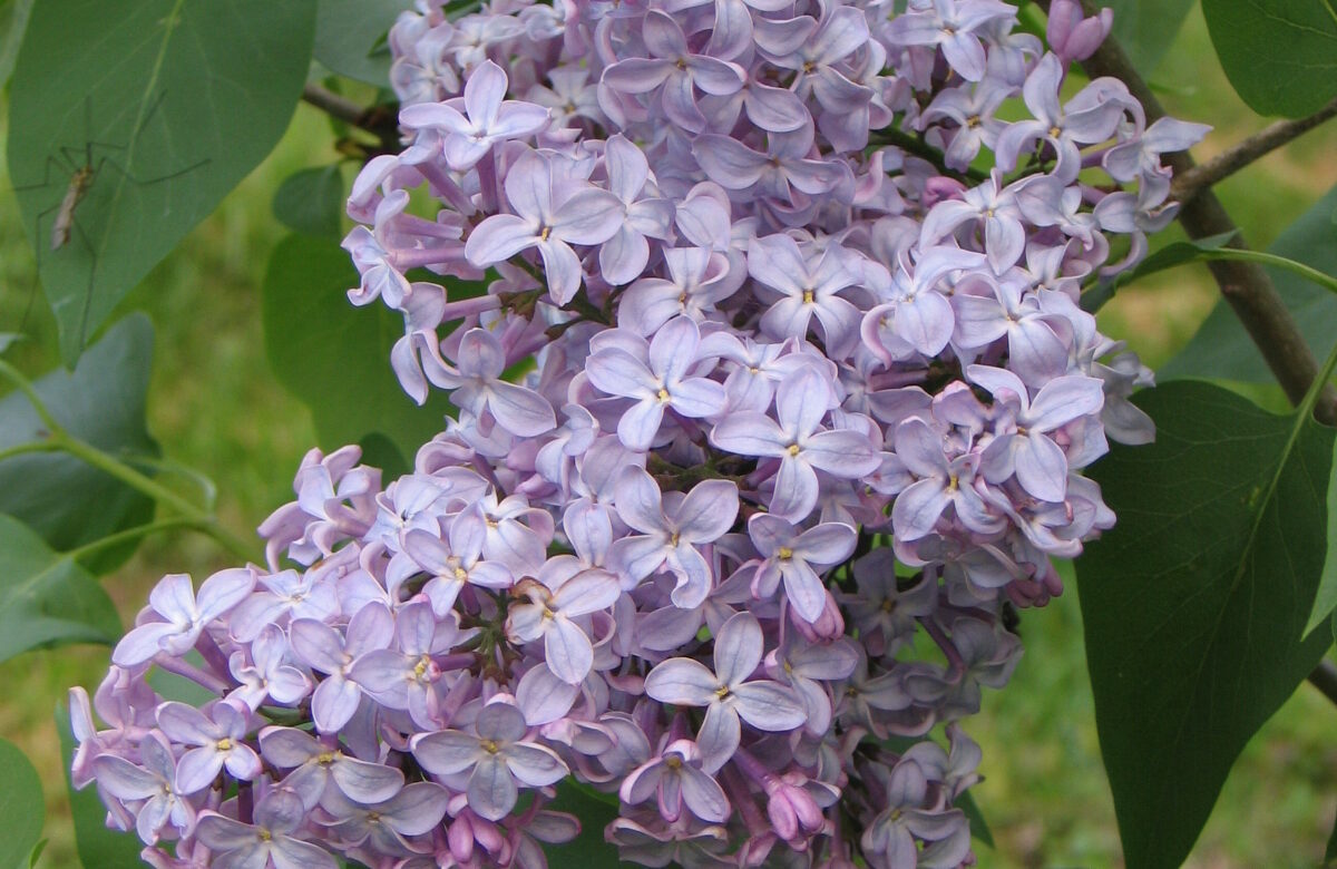 Jardinez avec la lune