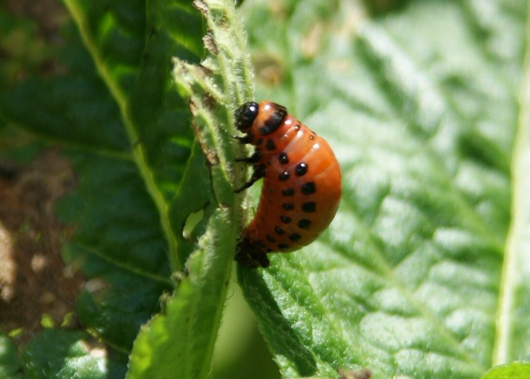Jardinez avec la Lune