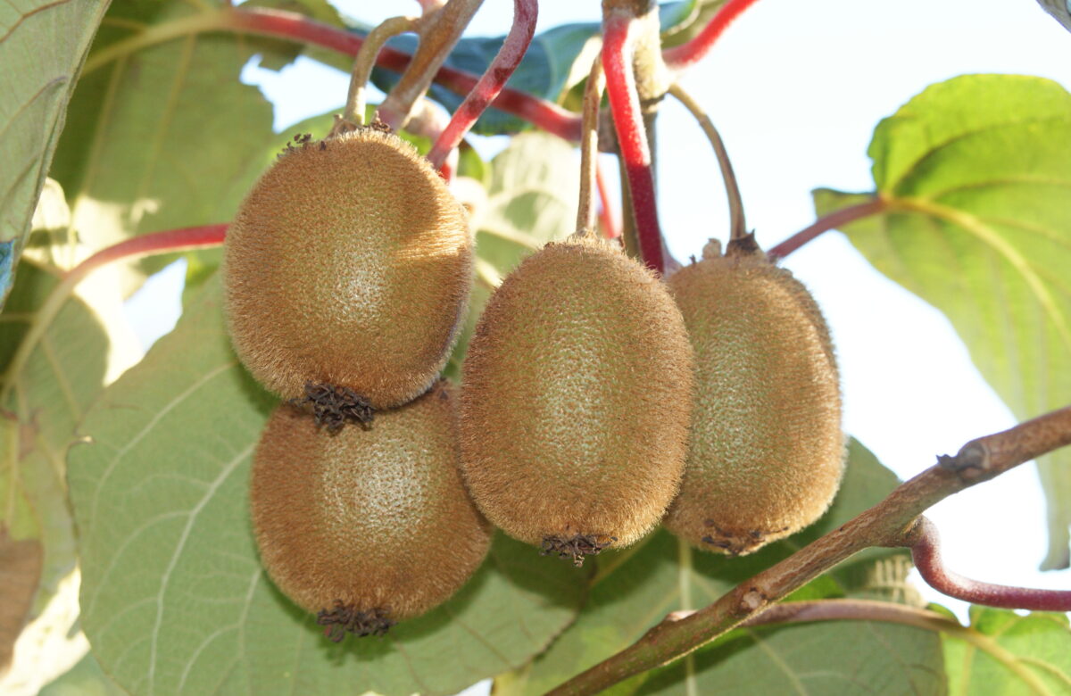 Jardinez avec la lune