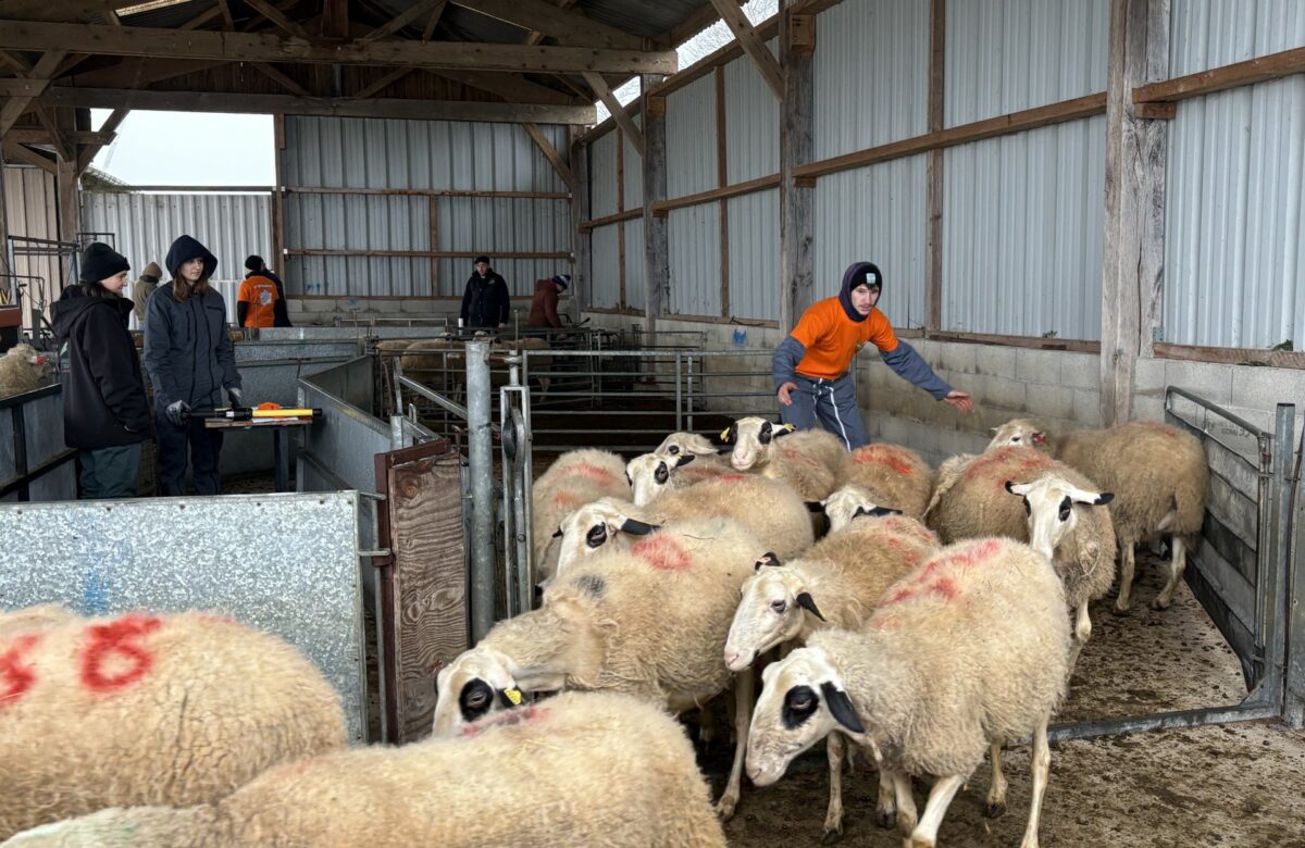 Le lycée agricole de Figeac accueille les Ovinpiades départementales 2026