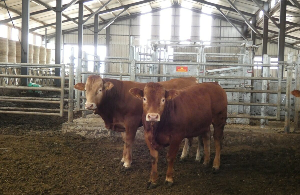 Peser les veaux une étape essentielle pour piloter la croissance et l’alimentation