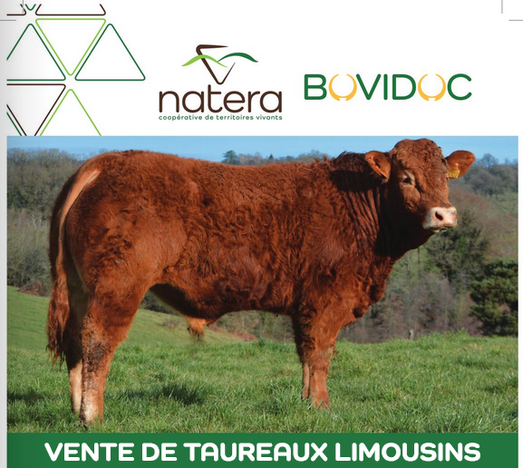 13 février- Vente de taureaux reproducteurs limousins en ligne